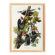 Poster about the Red-crested Woodpecker, based on an old engraving from 1827.
