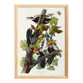 Poster about the Red-crested Woodpecker, based on an old engraving from 1827.