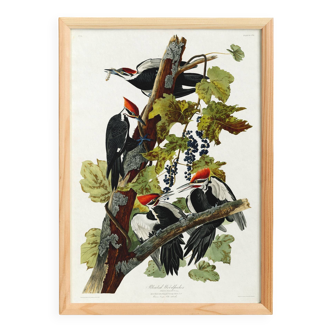 Poster about the Red-crested Woodpecker, based on an old engraving from 1827.