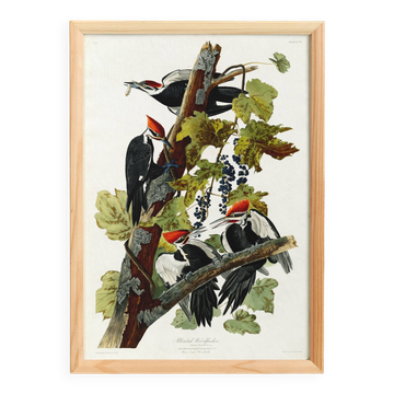 Affiche sur le Pic à huppe rouge, d’après une gravure ancienne de 1827.
