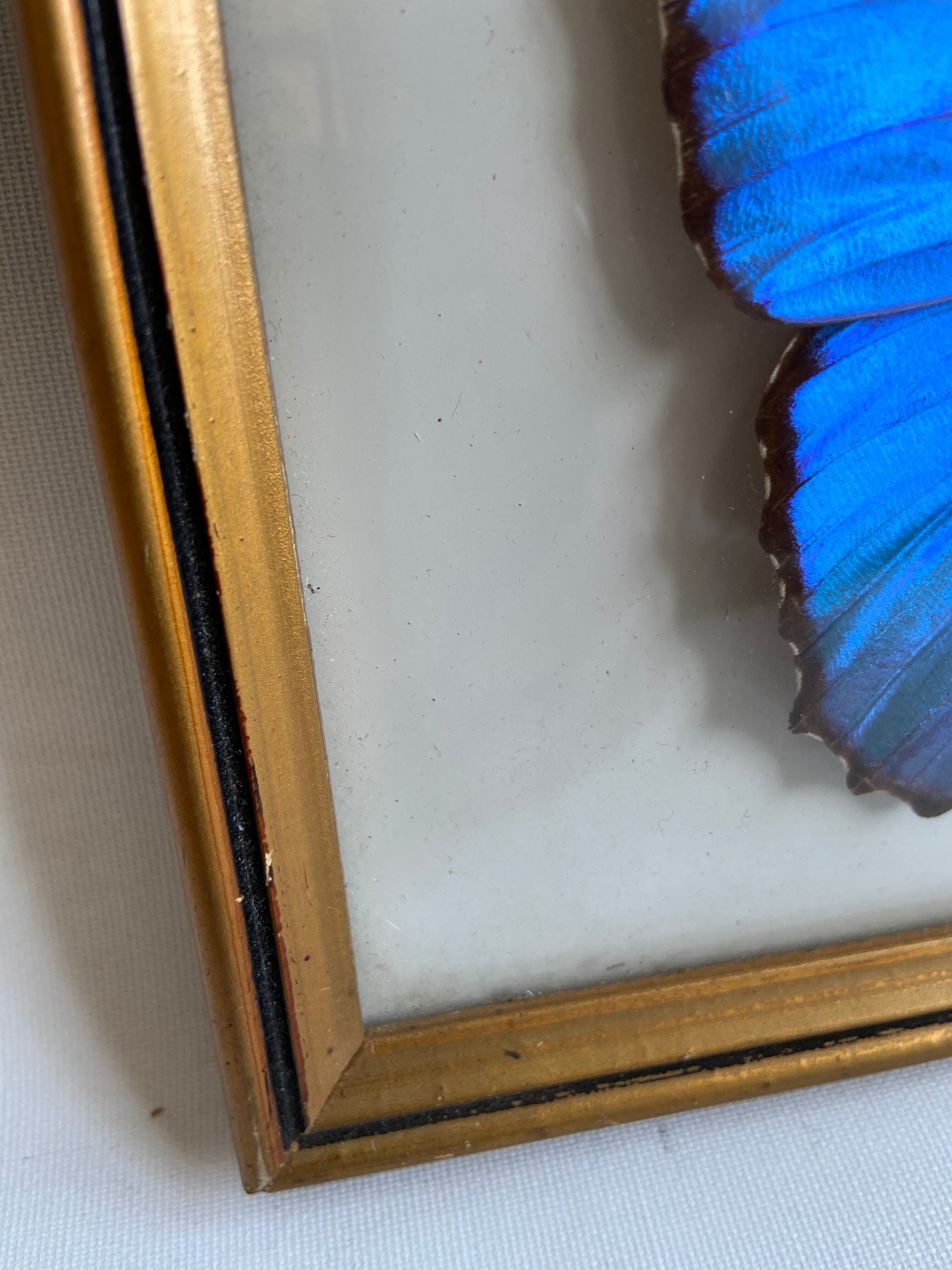Framed naturalized butterfly