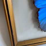 Framed naturalized butterfly
