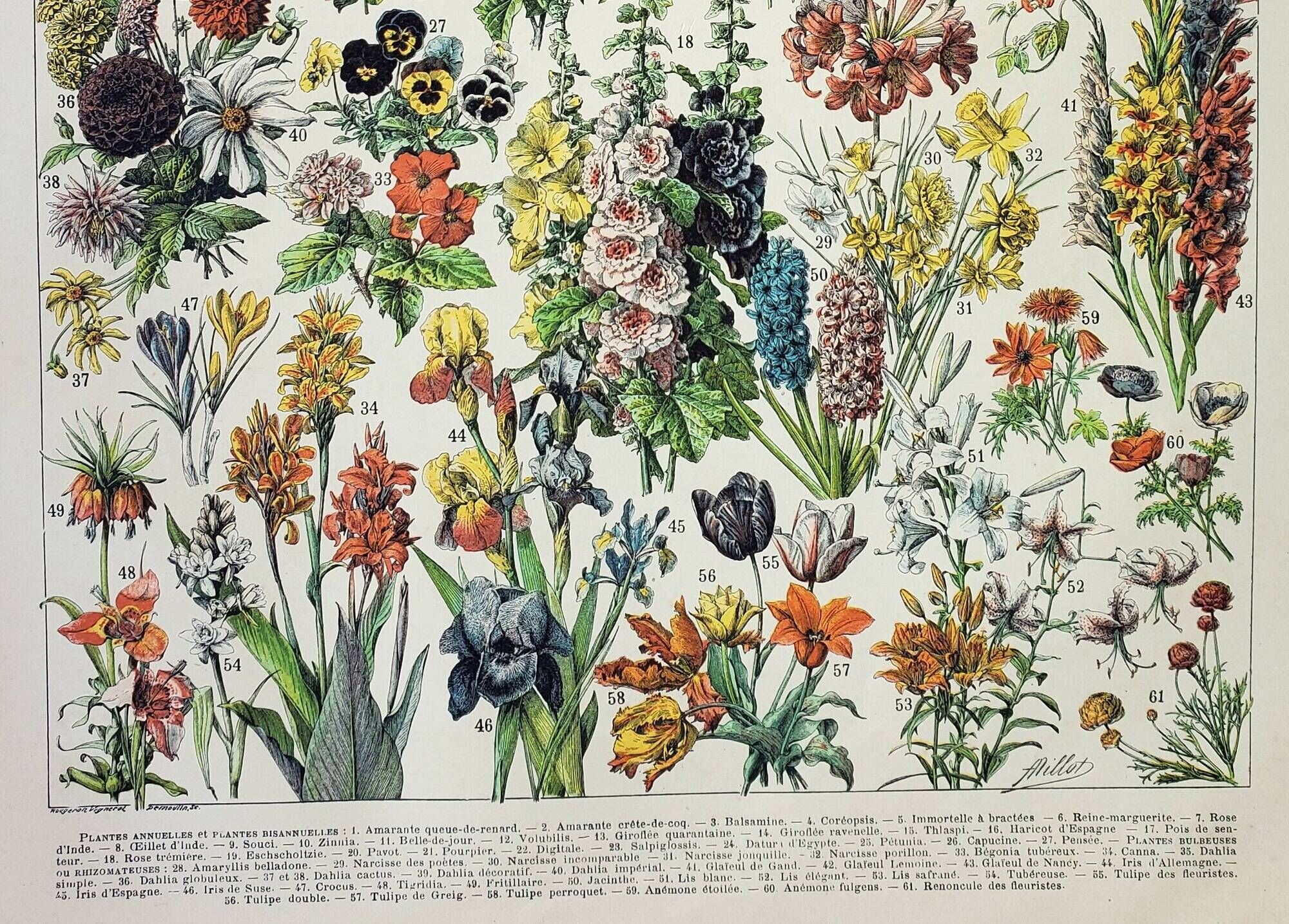 Antique engraving 1898, Flowers and plants 1 (annuals), botany • Lithograph, original illustration