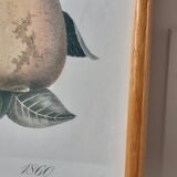 Botanical poster / pear lithograph 50s