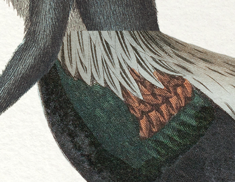 Set of 2 framed chimera lithograph animal engraving