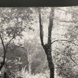 Silver gelatin photograph by Bernard Darot, Undergrowth, 20th century