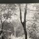 Silver gelatin photograph by Bernard Darot, Undergrowth, 20th century