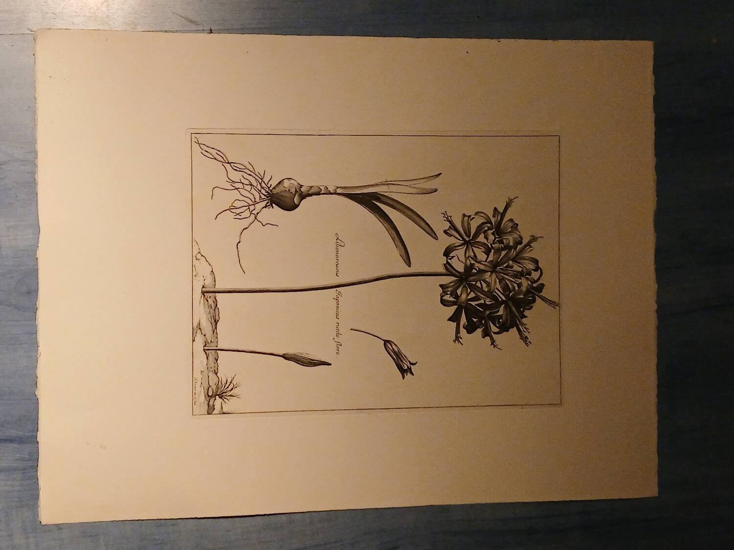 Rare Engraving XVII - Nicolas Robert (Painter to the King) - The Amaryllis Royal
