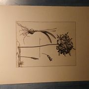 Rare Engraving XVII - Nicolas Robert (Painter to the King) - The Amaryllis Royal