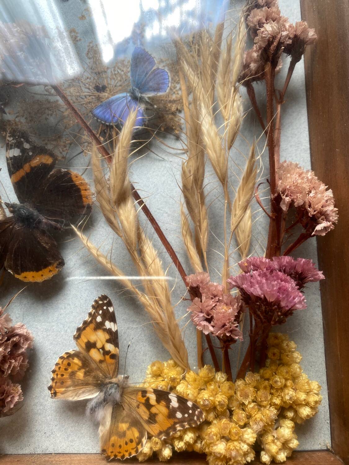 Vintage frame with butterflies and dried flowers