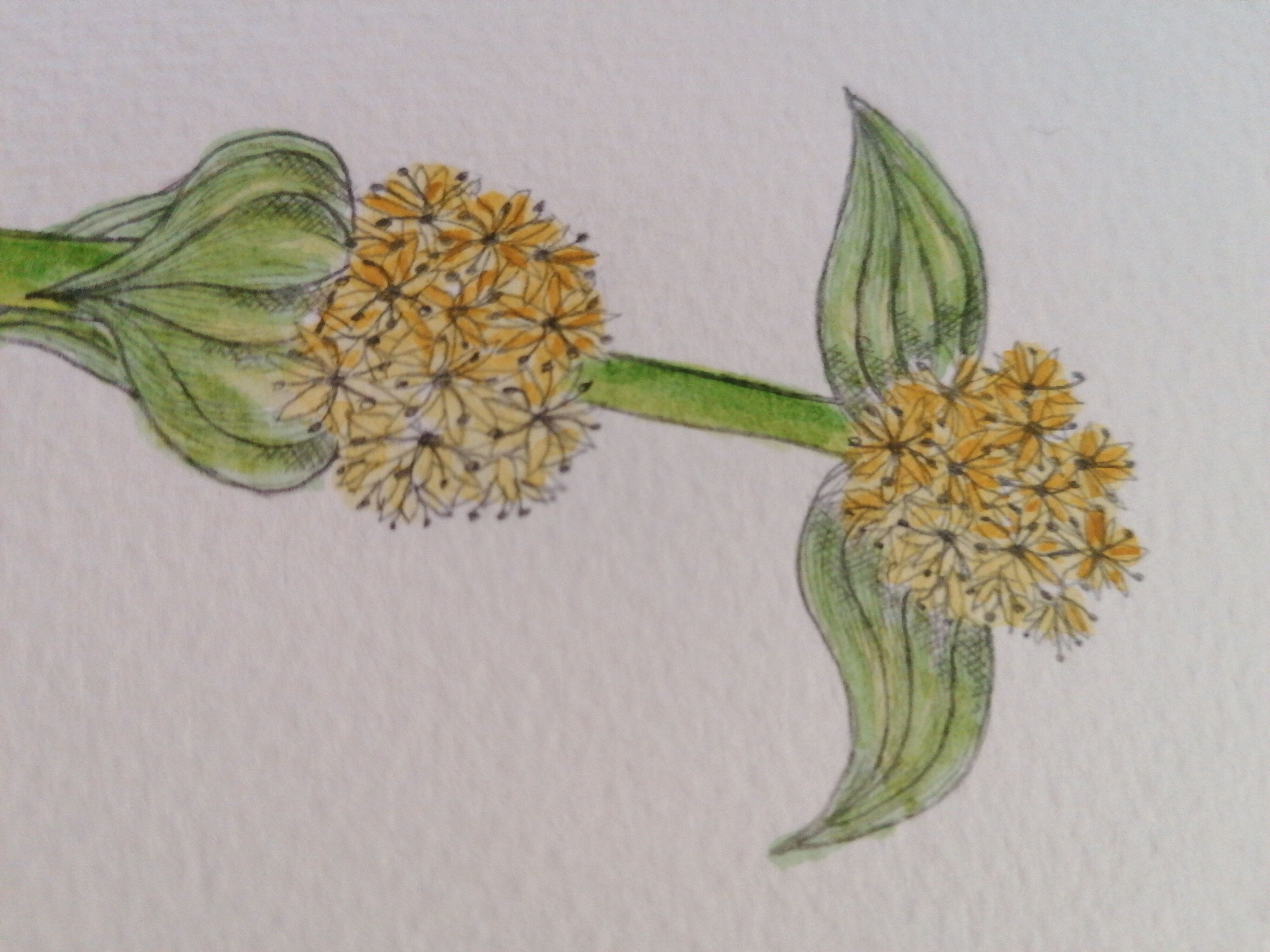 Original botanical illustration. Great gentian