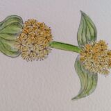 Original botanical illustration. Great gentian