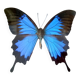 Butterfly frame