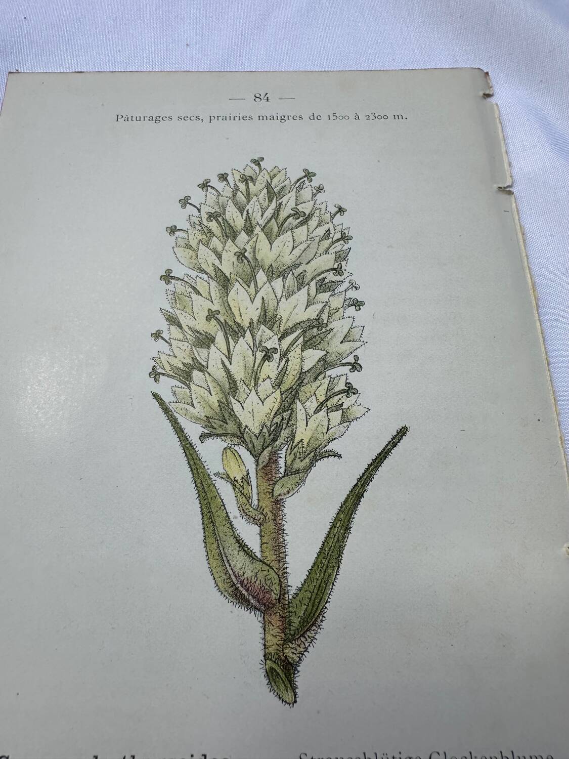 Old botanical engraving naturalist plate 18th century double-sided