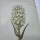 Old botanical engraving naturalist plate 18th century double-sided
