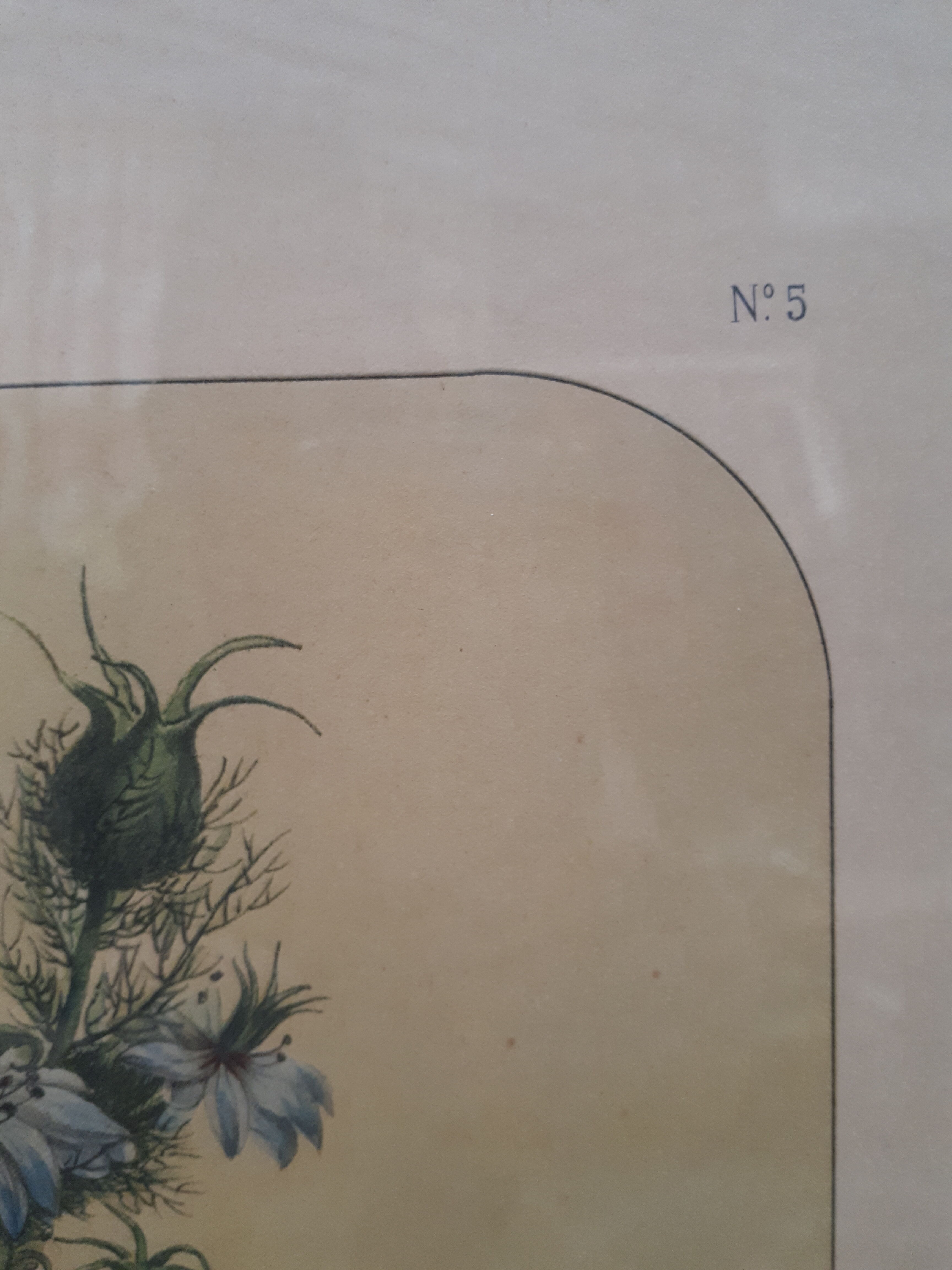 Poster ancient botanical flowers