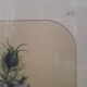 Poster ancient botanical flowers