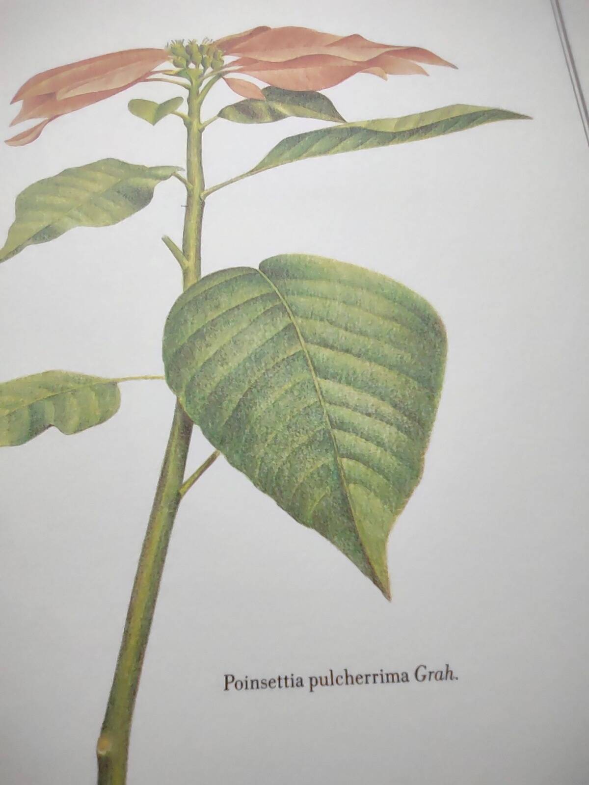Botanical engraving -Poinsettia Pulcherriima- Illustration of medicinal plants and herbs