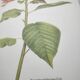 Botanical engraving -Poinsettia Pulcherriima- Illustration of medicinal plants and herbs