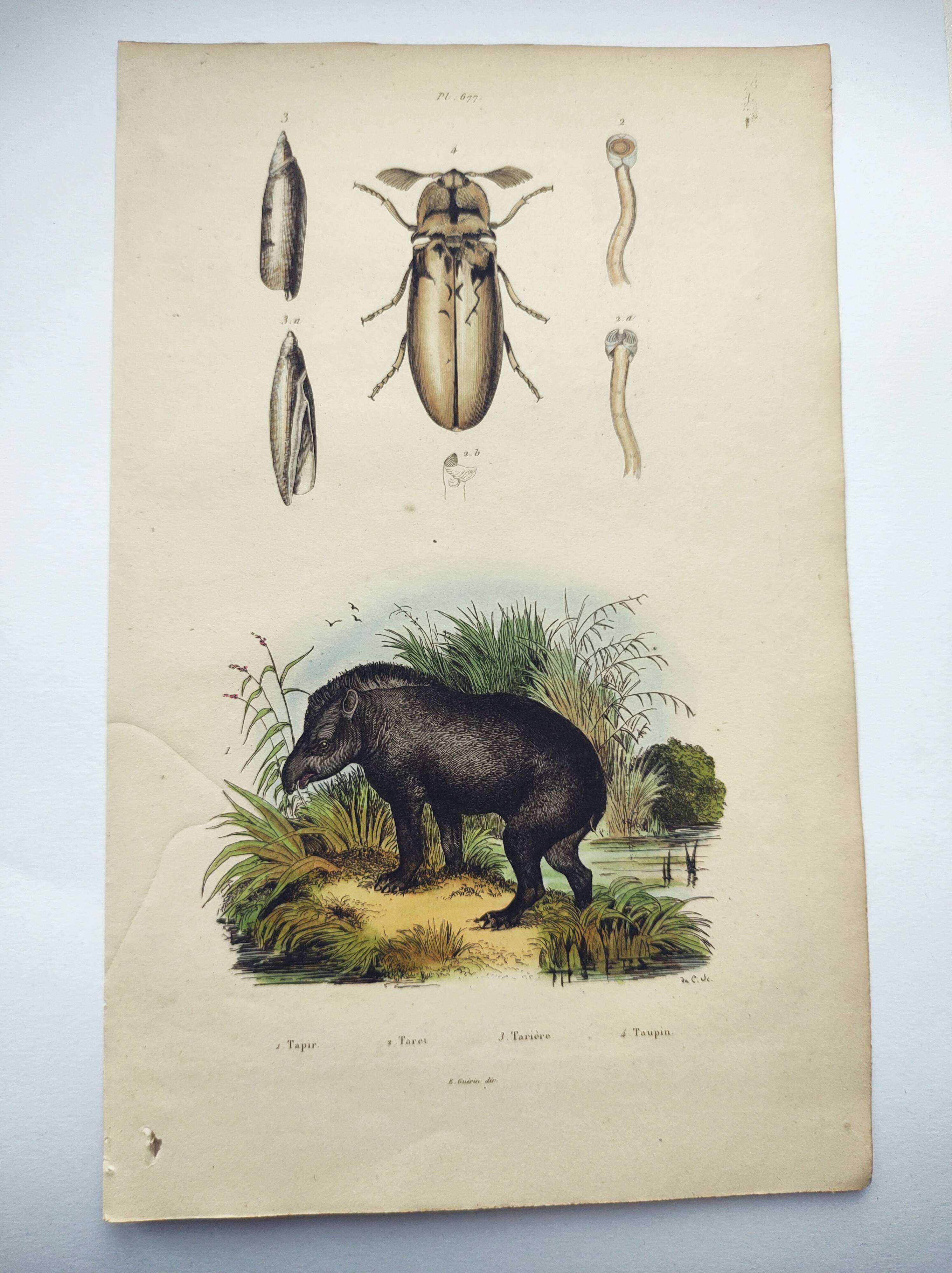 Original engraving from 1838 -Tapir and wireworm- Old hand-colored zoological plate