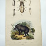 Gravure Original de 1838 -Tapir et taupin- Planche zoologique ancienne coloriée à la main