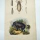 Original engraving from 1838 -Tapir and wireworm- Old hand-colored zoological plate