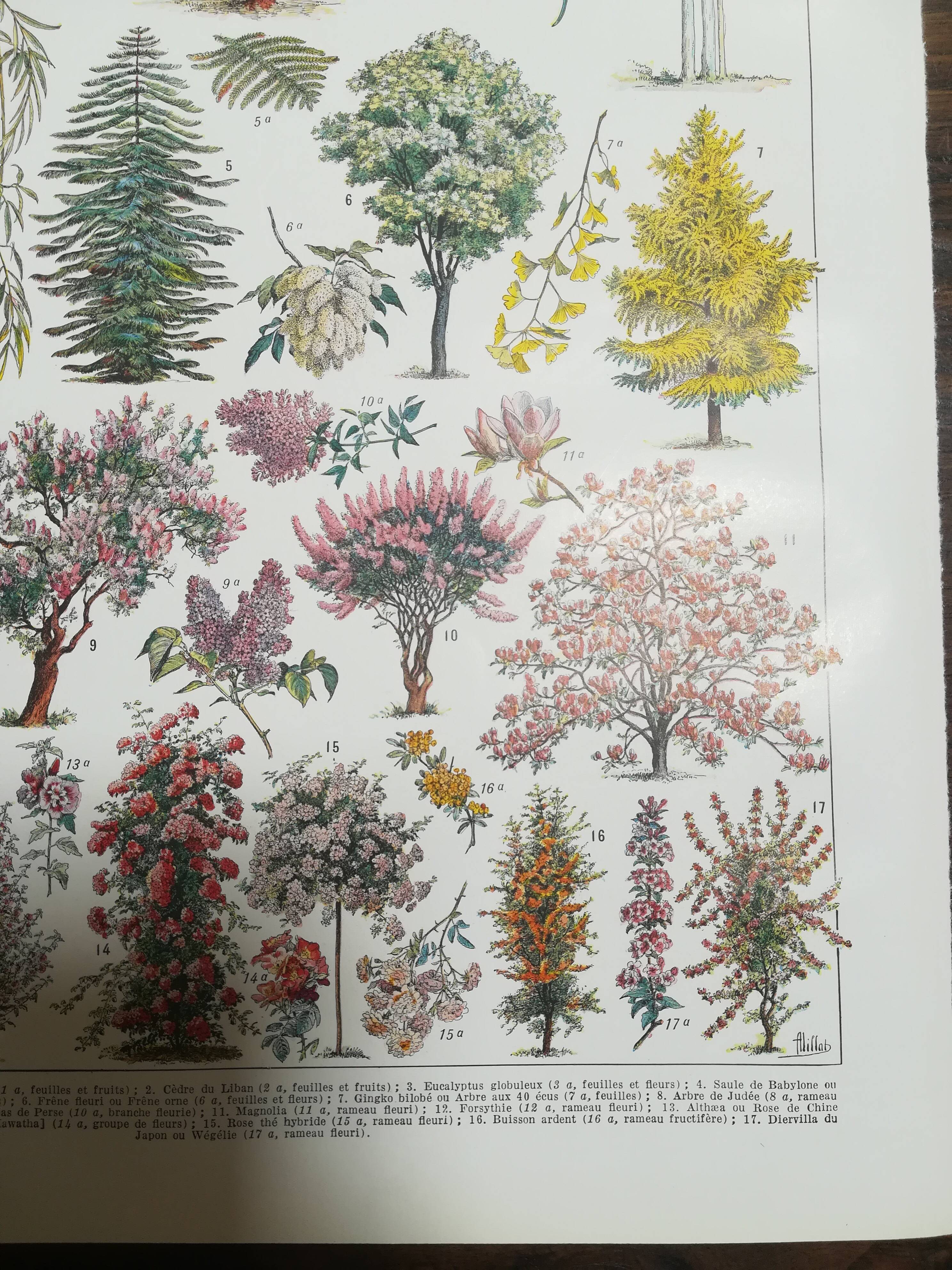 Lithograph on garden trees "cedar"