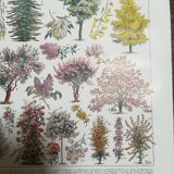 Lithograph on garden trees "cedar"