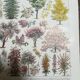 Lithograph on garden trees "cedar"