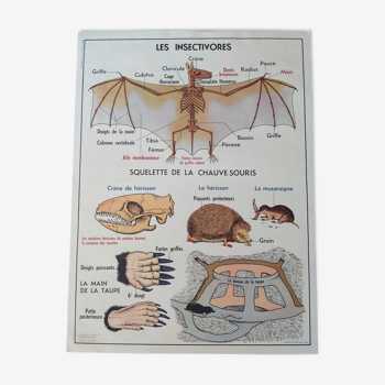 Ancienne affiche scolaire vintage années 60 mdi insectivores chauve souris lapin