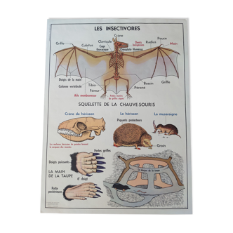 Old vintage school poster 60s mdi insectivores bat rabbit