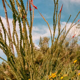 Photo American cactus LA box