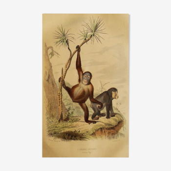 Zoological plank of 1848