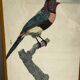 Lithographies oiseaux d’après J.Barraband
