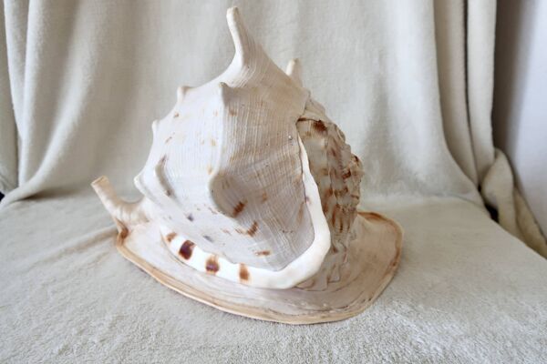 Rare et Grand ''Cassis Cornuta'', Casque Cornu 32 cm, TBE