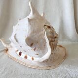 Rare and Large "Cassis Cornuta", Horned Helmet 32 cm, TBE