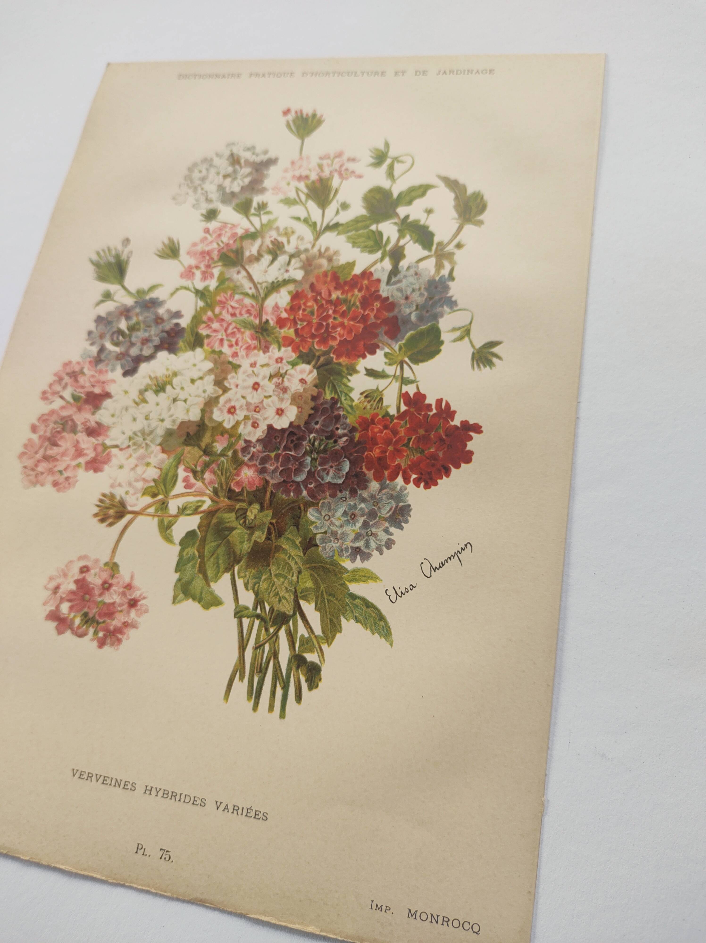 Gravure ancienne de 1899 de Élisa Champin -Verveine- Planche de fleurs