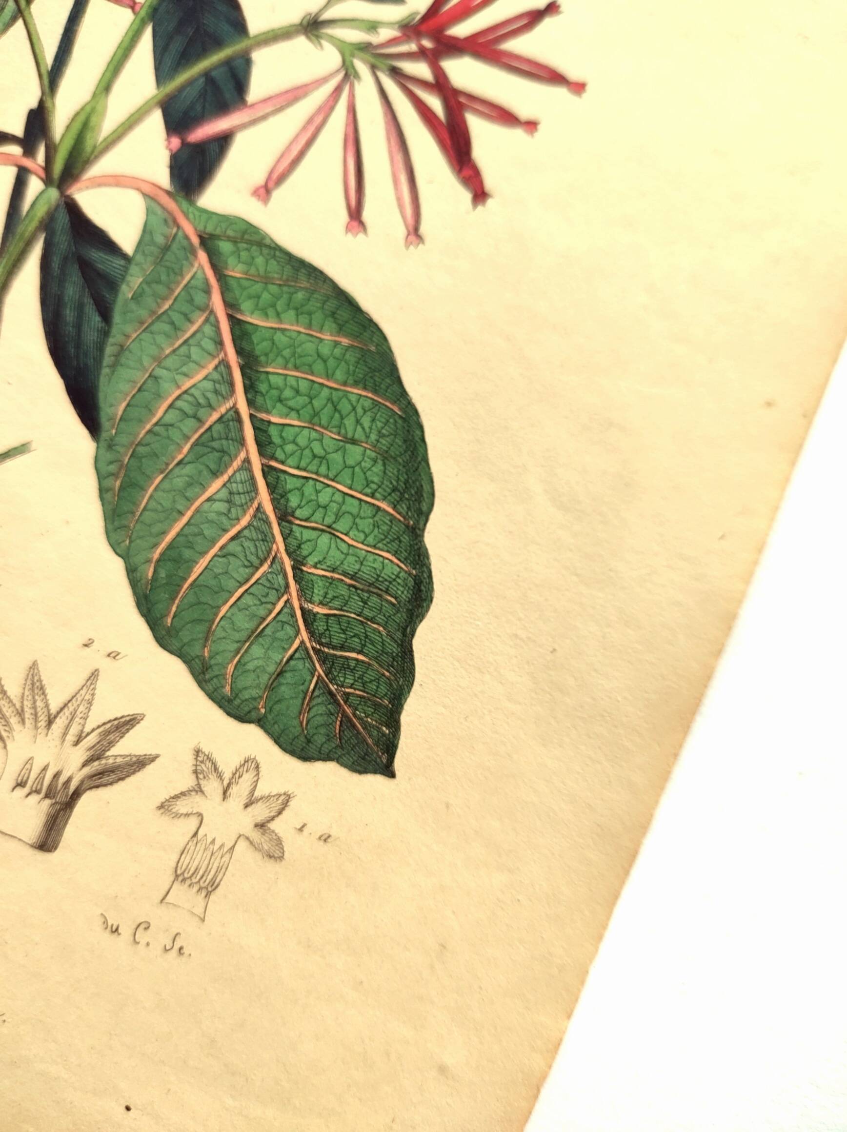 Antique engraving from 1839 by DuCasse -Quinquina- Hand-colored botanical plate. Original.