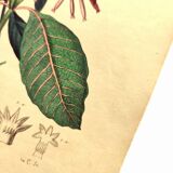 Gravure de 1839  de DuCasse -Quinquina- Planche coloriée à la main botanique