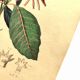 Antique engraving from 1839 by DuCasse -Quinquina- Hand-colored botanical plate. Original.