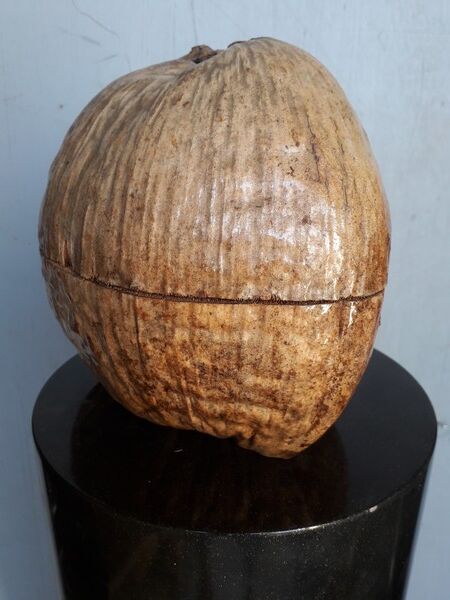 Seau à glaçon noix de coco vintage 1960