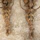 Pair of sconces
