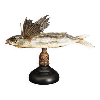 Cabinet de Curiosités poisson volant naturalisé exocet voilier parexocoetus