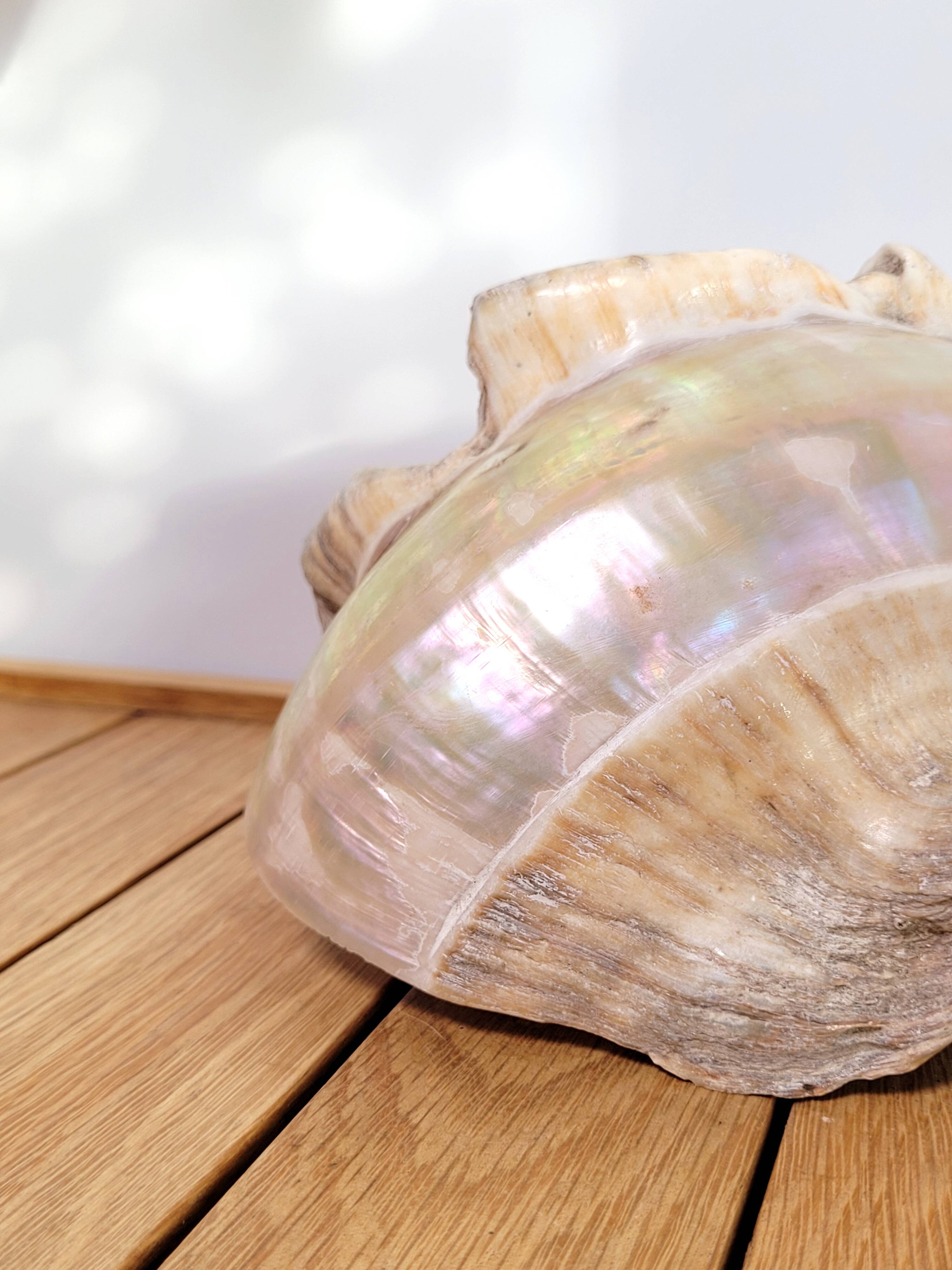 Large white mother-of-pearl shell