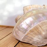 Large white mother-of-pearl shell