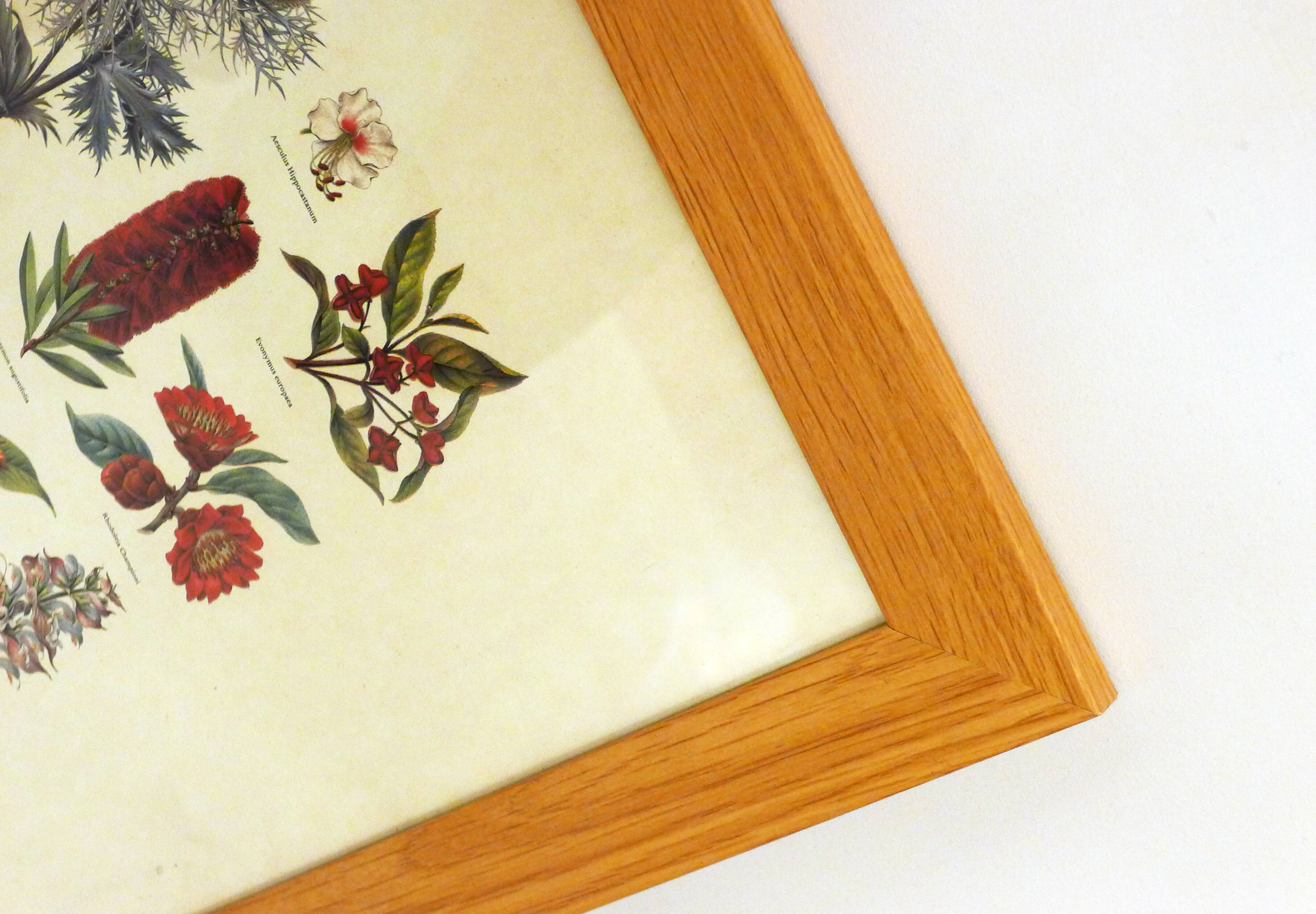 Framed Wildflower Botanical Plate