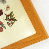 Framed Wildflower Botanical Plate