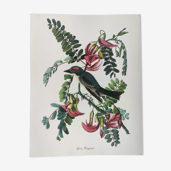 Bird board by jj audubon - gray tyrant - 🐦 ornithological illustration (38x29 cm)