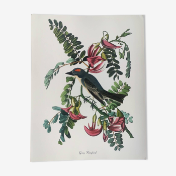 Planche oiseaux de j.j. audubon - tyran gris - 🐦 illustration ornithologique (38x29 cm)