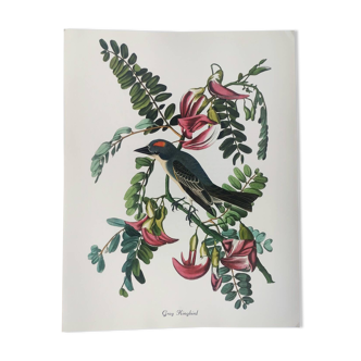 Planche oiseaux de j.j. audubon - tyran gris - 🐦 illustration ornithologique (38x29 cm)